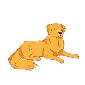 Golden Retriever 🐕